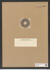 Actinoptychus delectus A. Schm. (de-Toni-Nr.: Genus 227, Species 5599) Zeichnungen Sammlung Grunow Nr. 9488 (NHMW-BOT-W0379464)